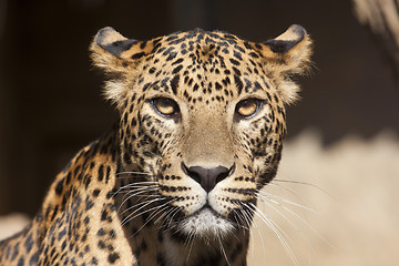 Image showing Jaguar