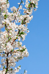 Image showing Spring blossom cherry tree