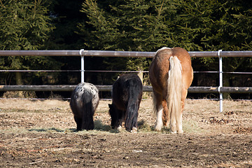 Image showing Horses