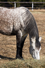 Image showing Horse