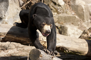 Image showing Malayan Sun Bear