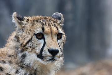 Image showing Cheetah