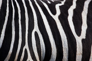 Image showing Zebra pattern 