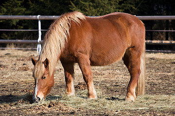 Image showing Horse