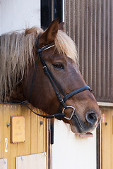 Image showing Horse