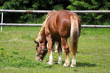 Image showing Horse in the meadow in the paddock