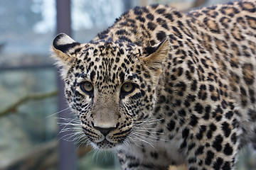 Image showing Young leopard