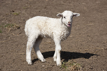 Image showing Lamb