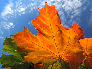 Image showing bright foliage of autumn maple tree