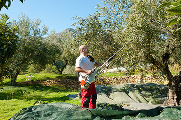 Image showing Olive harvest