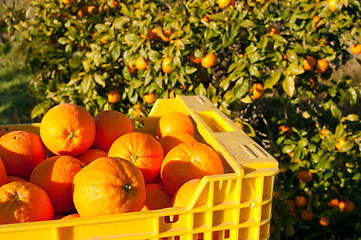 Image showing Orange harvest