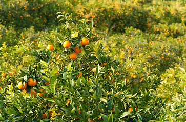 Image showing Orange crop
