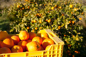 Image showing Orange harvest