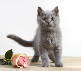 Image showing kitten and pink rose