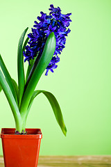 Image showing hyacinth blossom in pot 