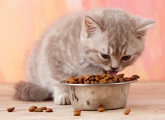 Image showing kitten eating