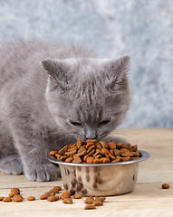 Image showing kitten eating