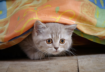 Image showing kitten under bed