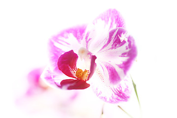 Image showing Faint orchid