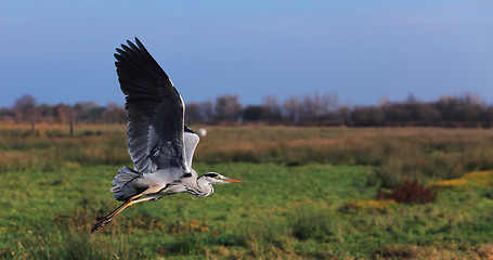 Image showing Flying grey heron