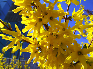 Image showing beautiful yellow flowers 