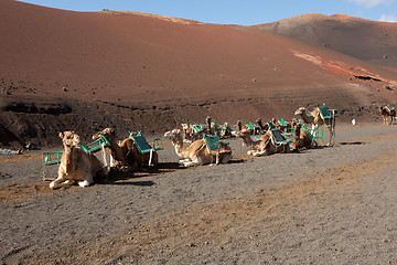 Image showing Resting Camel 