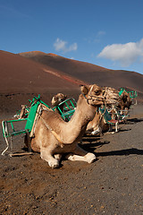 Image showing Desert camels