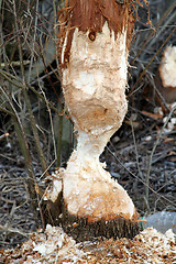 Image showing Gnawed Tree