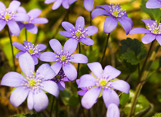 Image showing Spring flowers