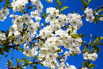 Image showing Apple-tree flowering