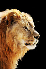 Image showing Lion's portrait