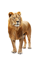 Image showing Big lion stands