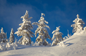 Image showing Ate in the snow