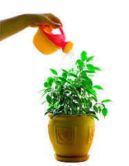 Image showing Water flower in a flowerpot