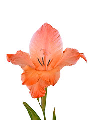 Image showing Gladiolus isolated on white