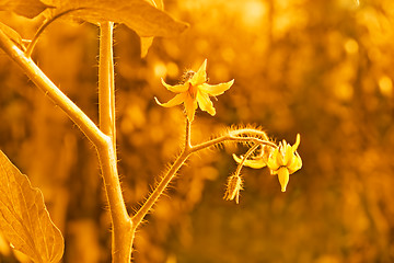 Image showing Vintage of tomato flowers