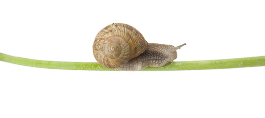 Image showing Snail