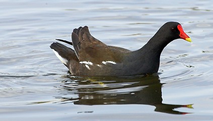 Image showing Moorhen