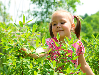 Image showing Girl is picking sweetberies from the bushes