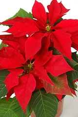 Image showing Poinsettia