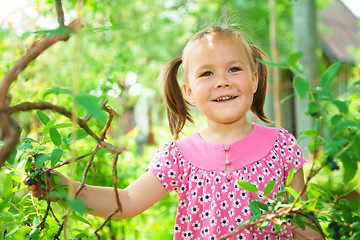 Image showing Girl is picking sweetberies from the bushes