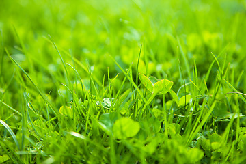 Image showing Green grass, shallow depth of field