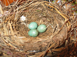 Image showing A birds nest