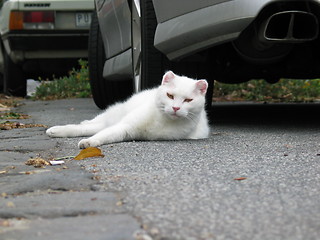 Image showing Sleepy cat