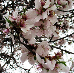 Image showing Almond tree flowers