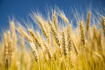 Image showing Ripe wheat on a blue sky