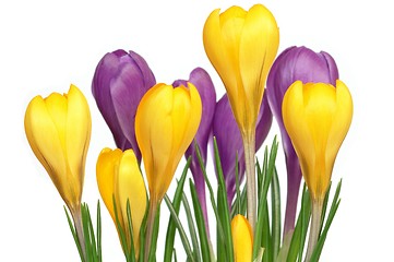 Image showing Crocuses