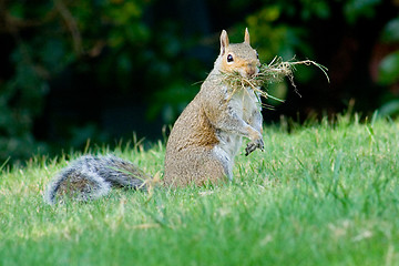 Image showing Squirrel gathering dried grass