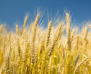 Image showing Ripe wheat on a blue sky