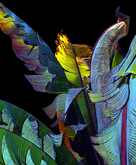 Image showing Banana tree against the night sky